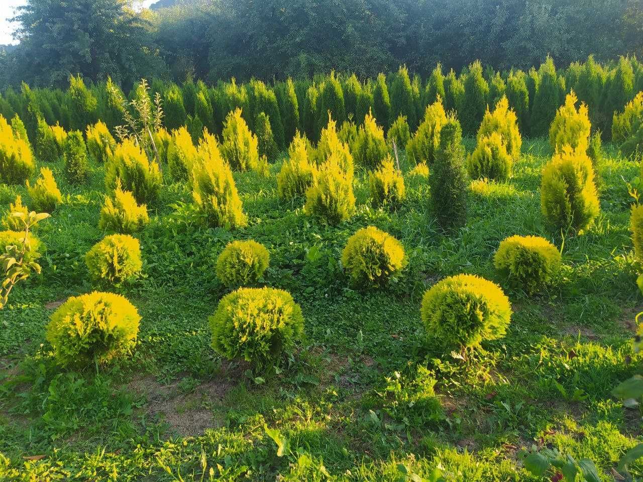 Туя західна Смарагд Smaragd - Thuja occidentalis Smaragd