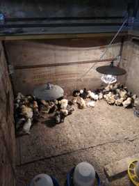 Продам суточных и подрощенных цыплят породы Джерсийский гигант