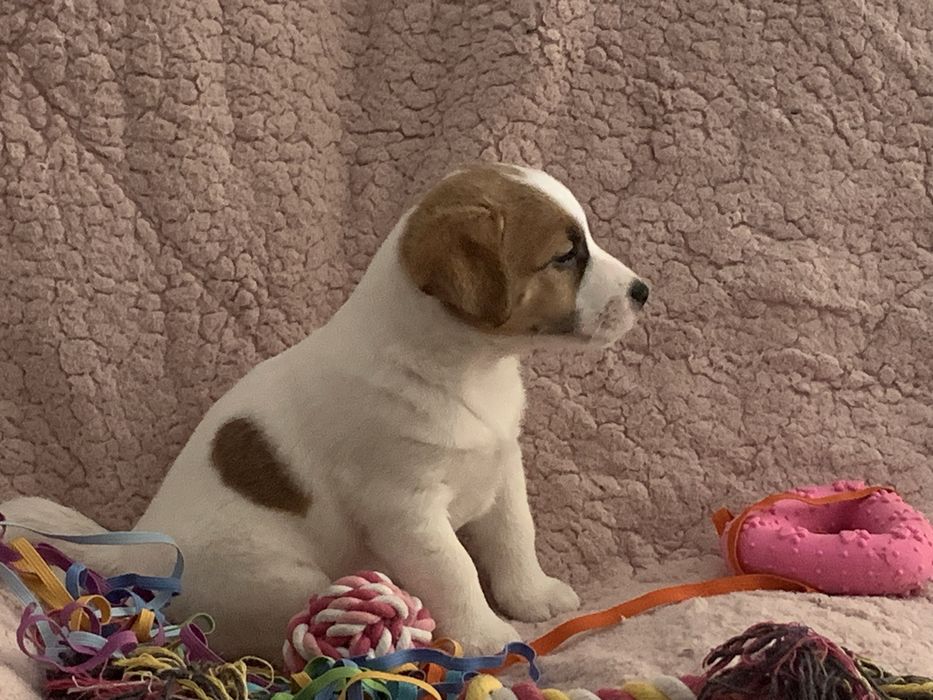 Jack Russell Terrier - LOP MACHO