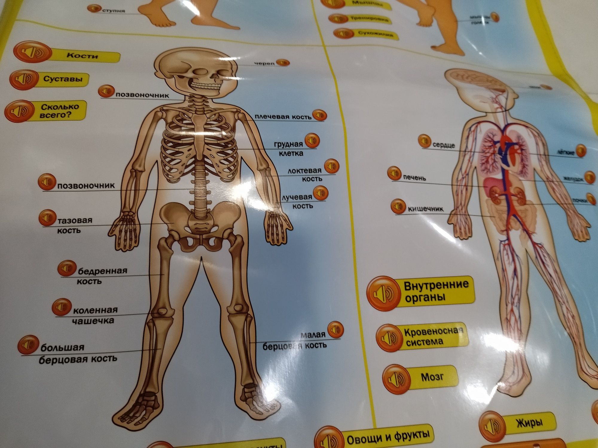 Детский сенсорный плакат говорящая анатомия