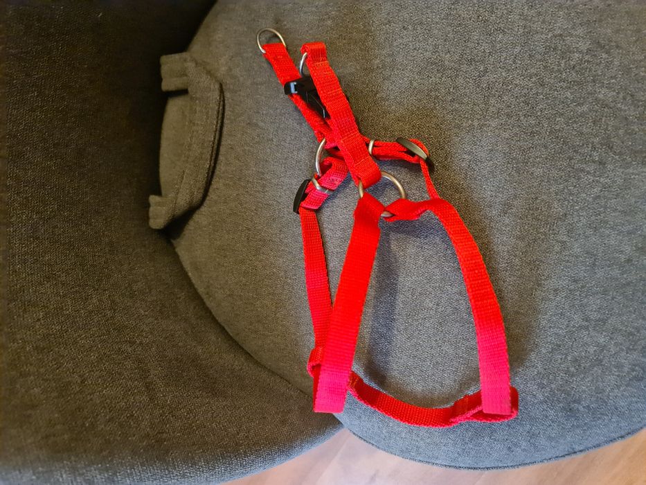 Szelki czerwone z regulacją M