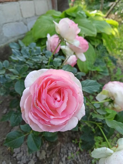 Роза плетистая Пьер Де Ронсар - Еден Роуз Корнесобственная