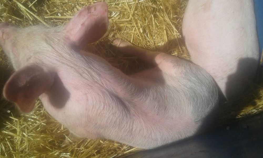 Продам поросят вес 20 кг