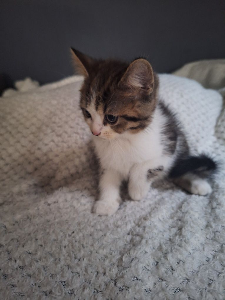 koty do adopcji po Persie mamie