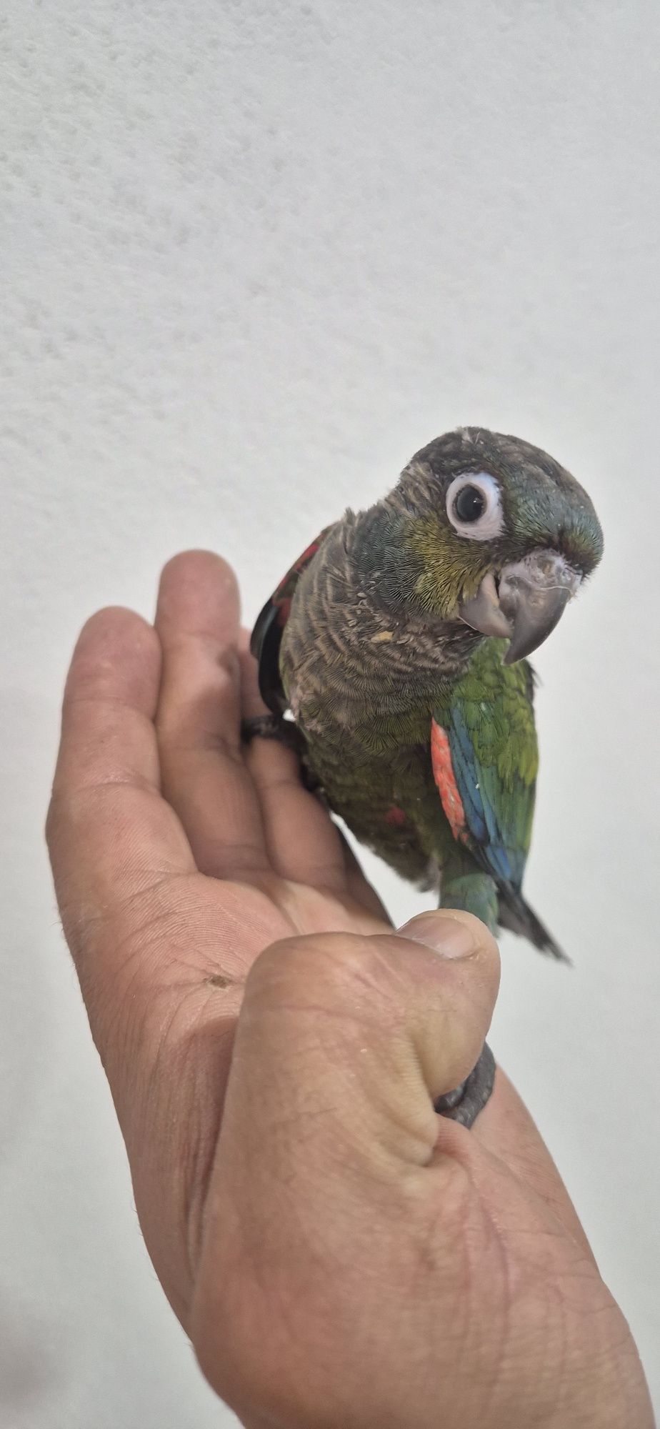 Pyrrhuras domesticadas