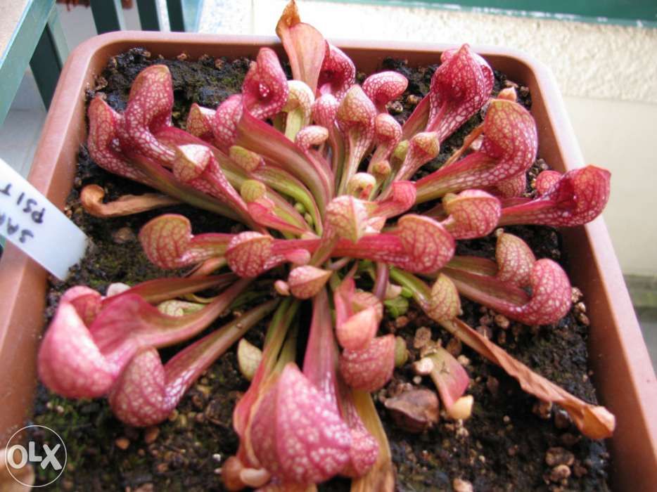 Kit completo para planta carnivora Sarracenia Psittacina