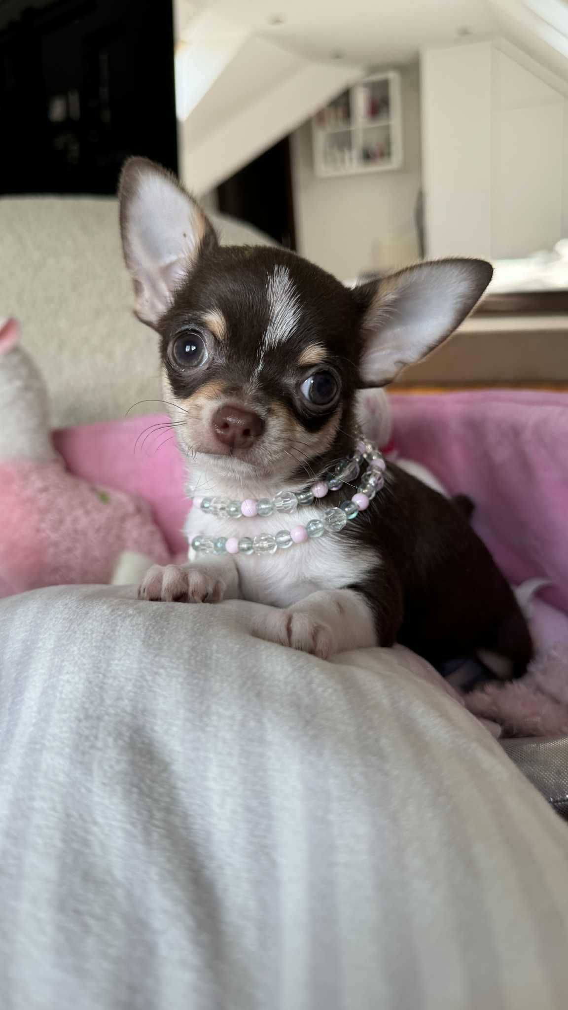 Dziewczynka Bibi Czekoladowa-tricolor Mini z Rodowodem Chihuahua