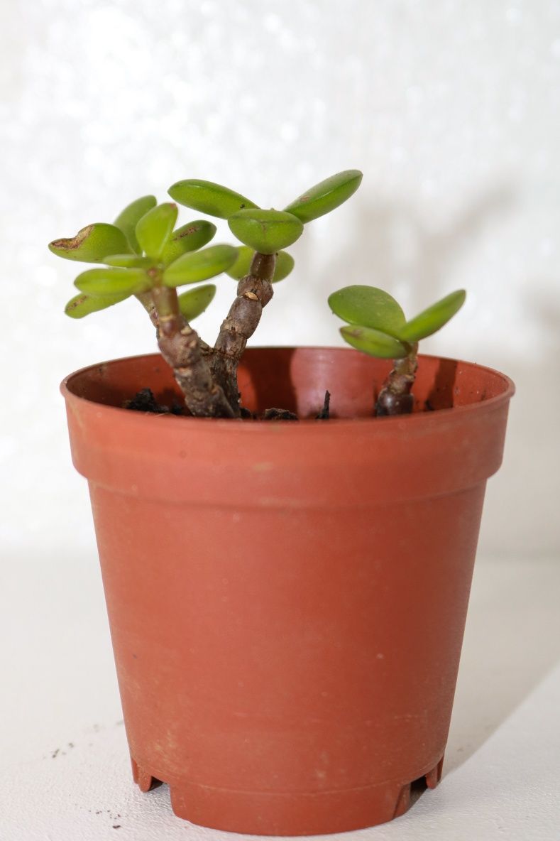 Vendo varias plantas e suculentas