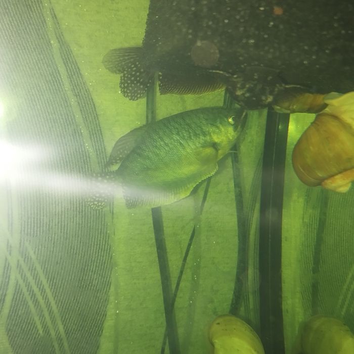 мраморного гурами