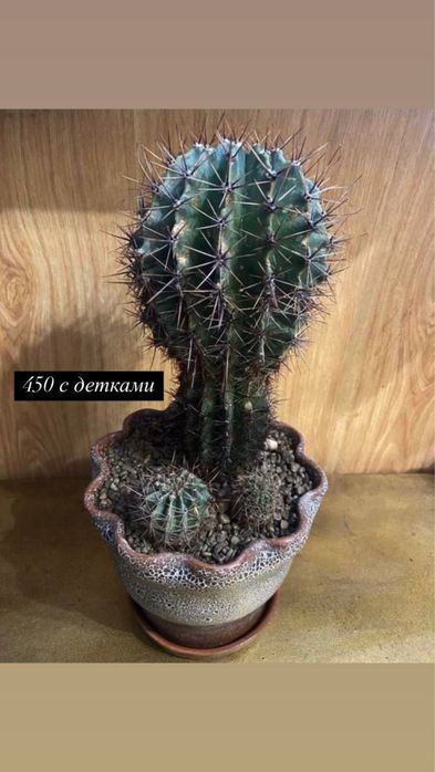 Кактусы, комнатные растения суккуленты