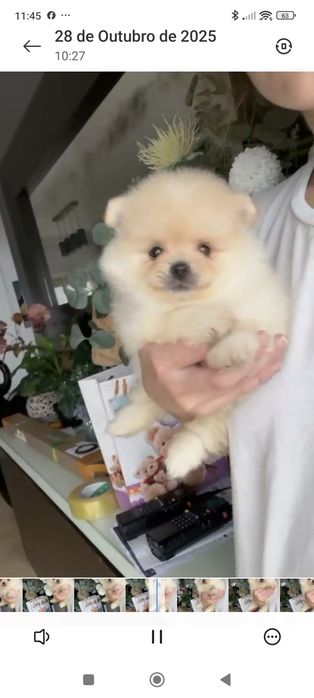 Spitz Anão/ Lulu da Pomerânia  Russo . Mini.. Lop e Afixo Pedigree.Lop
