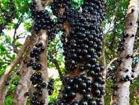 Jaboticaba,Varias especies hibridas, boa pra bonsai, já adaptada