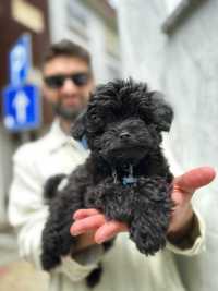 Maravilhoso rapaz Toy Poodle e Beaver Yorkie à procura da sua família