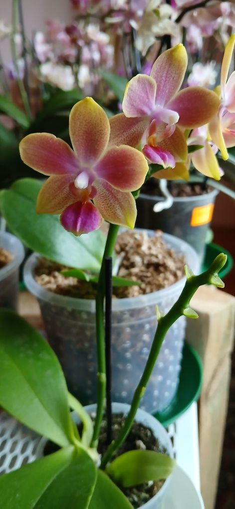 Phalaenopsis Aromio Spring (Morning Breeze).