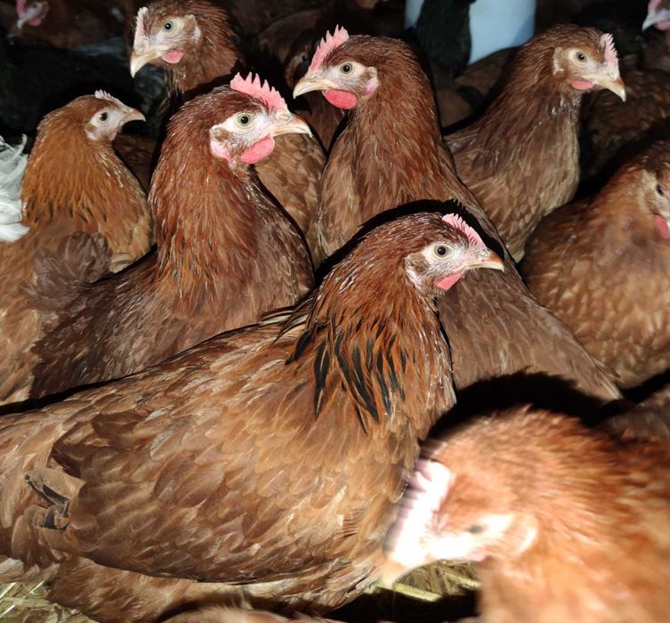 KURY NIOSKI ROSA młode kurki rossa odchowane kura nioska TRANSPORT i30