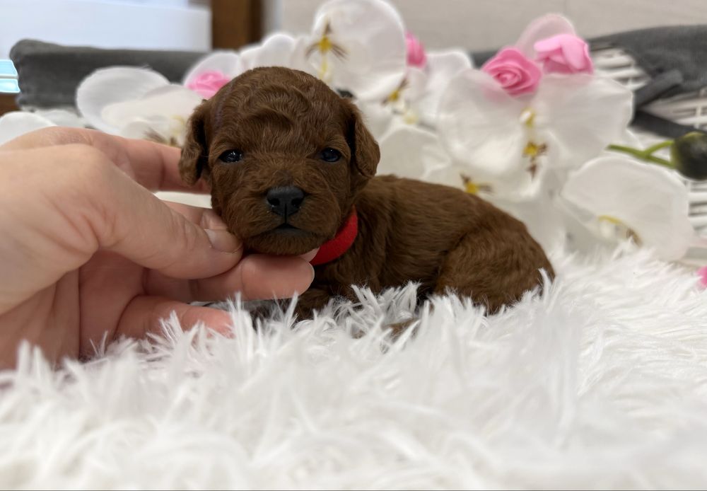 Pudel toy, red brown ( ciemny red), chłopiec, badania REZERWACJA.