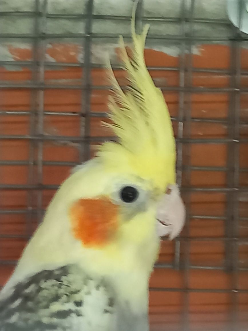 Aves novas para ceder