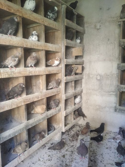 Gołębie szaryki orliki 15 zł