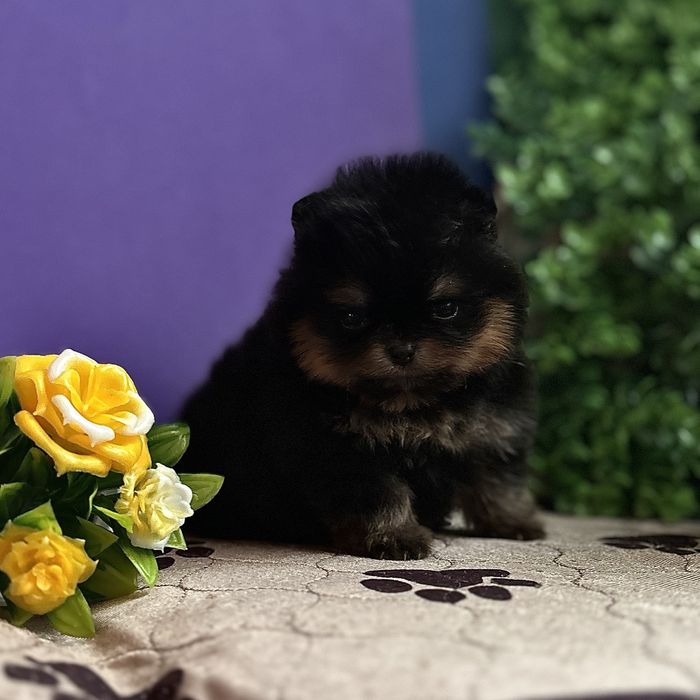 Міні дівчинка тип ведмедика