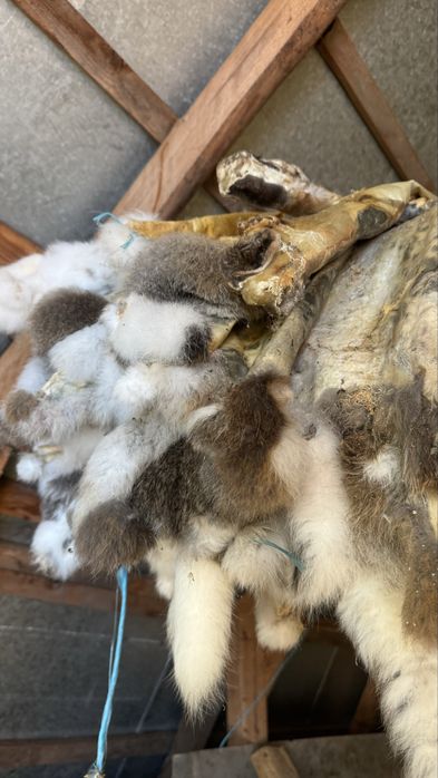 Шкури кролів (не обрізні)