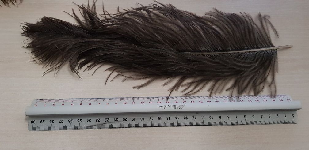Strusie pióra/emu/