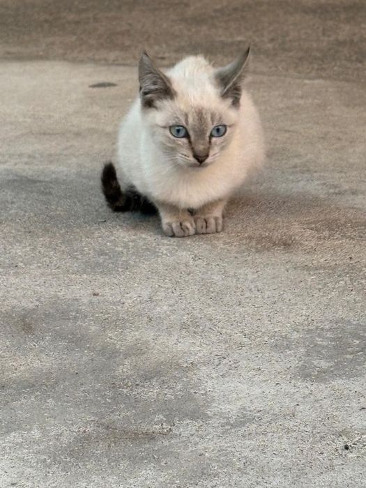 Gatinho macho para adoção