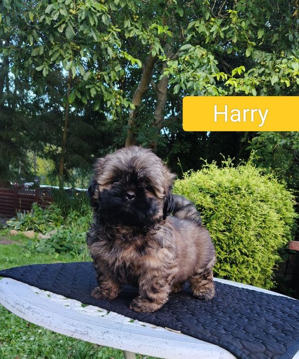 ShihTzu chłopczyk Harry