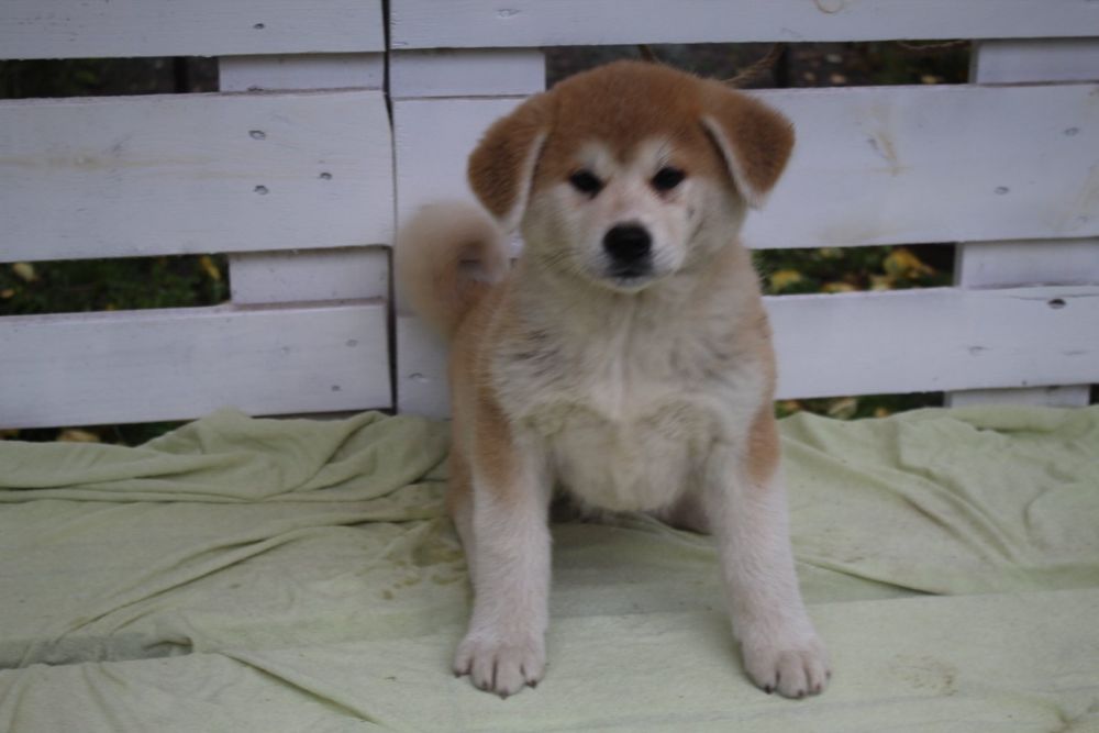 Хлопчики і дівчатка. З документами КСУ.