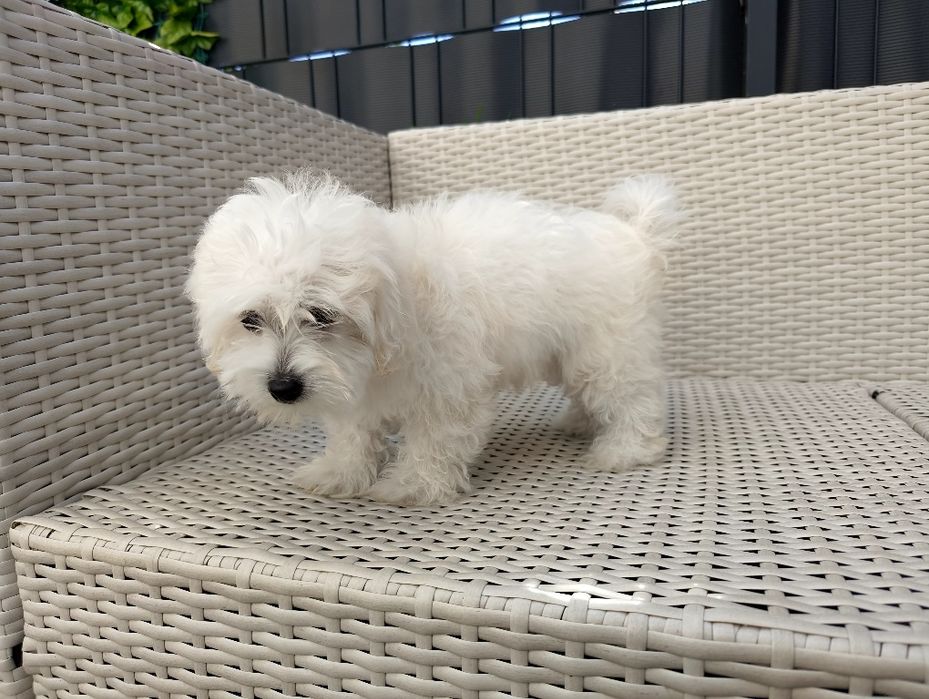Maltipoo piękna unikatowa śnieżnobiała suczka. Gotowa do odbioru.