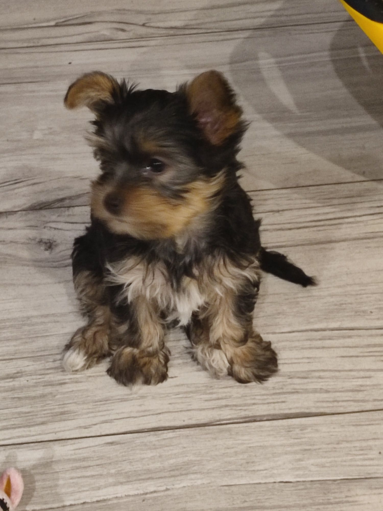 York suczka Yorkshire terrier szczenię.