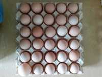 Jaja perlicze, wiejskie, od brojlerów, jajka antyalergiczne, perliczki