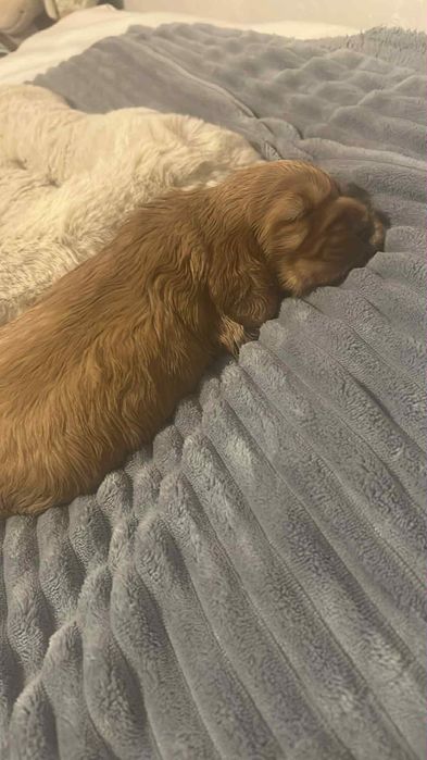 Cocker spaniele angielskie z rodowodem