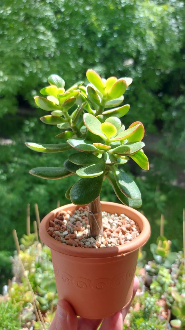 Crassula Helios дерево-бонсай 3,5 роки