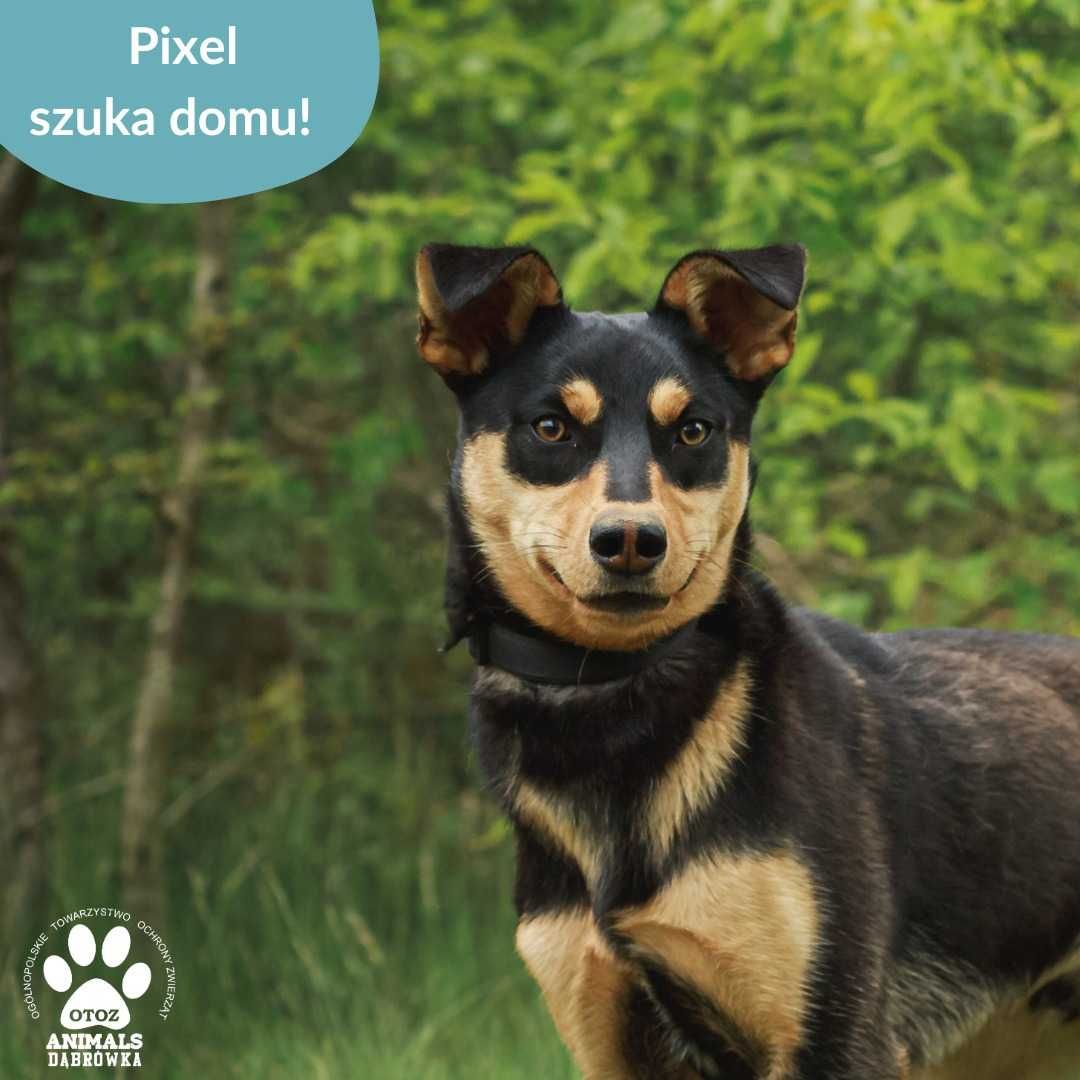 Pixel szuka domu!