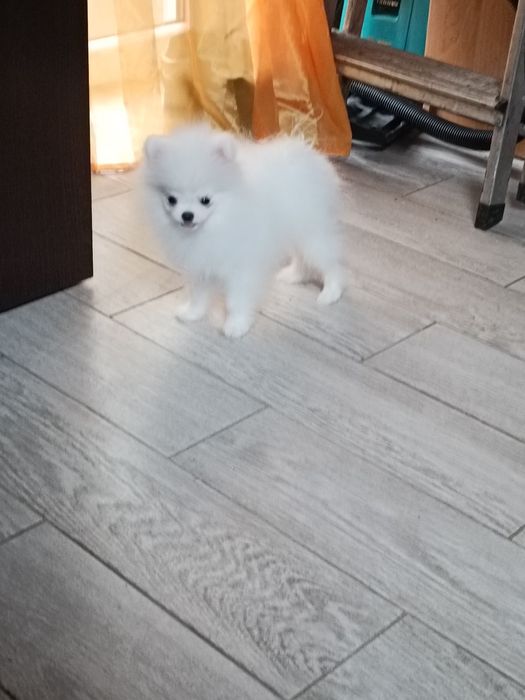 Pomeranian z paszportem, biały piesek