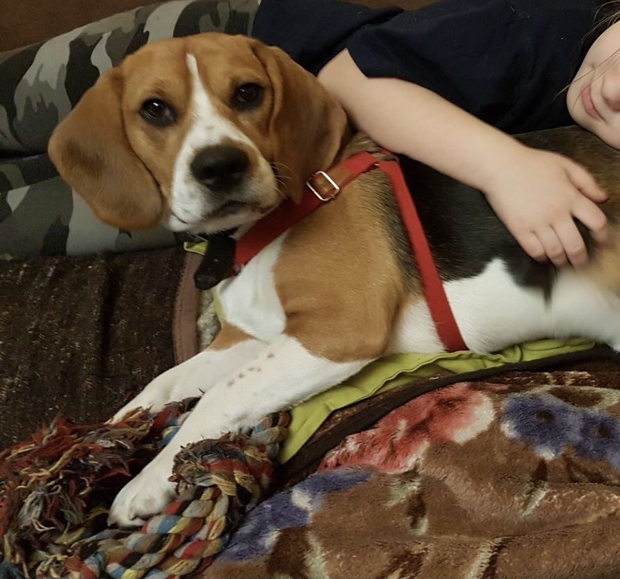 Beagle tricolor! Wybitne z rodowodem.