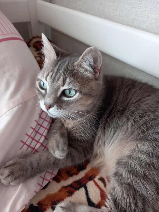 Отдам в добрые руки кошечку