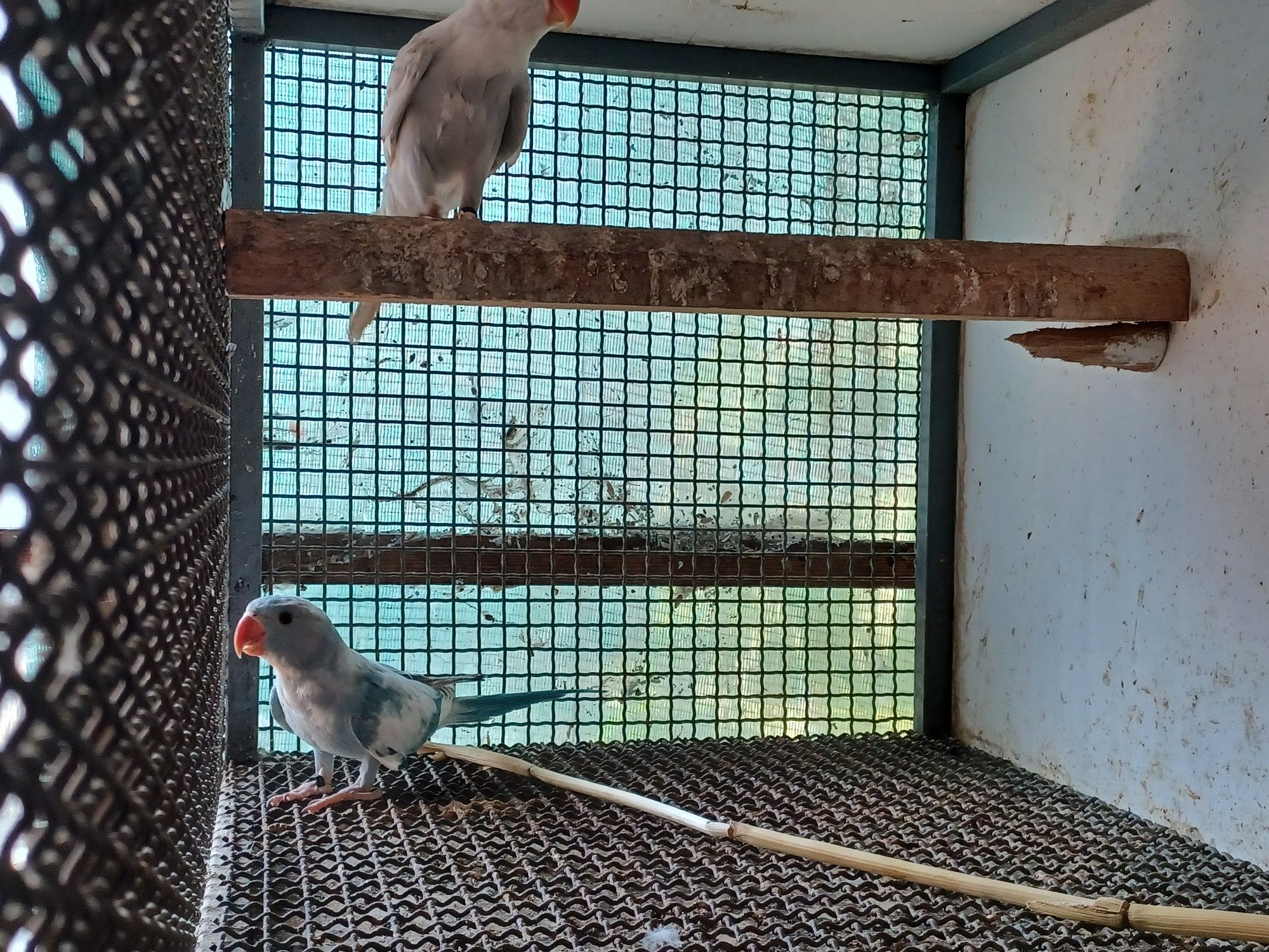 Ring neck  malhados