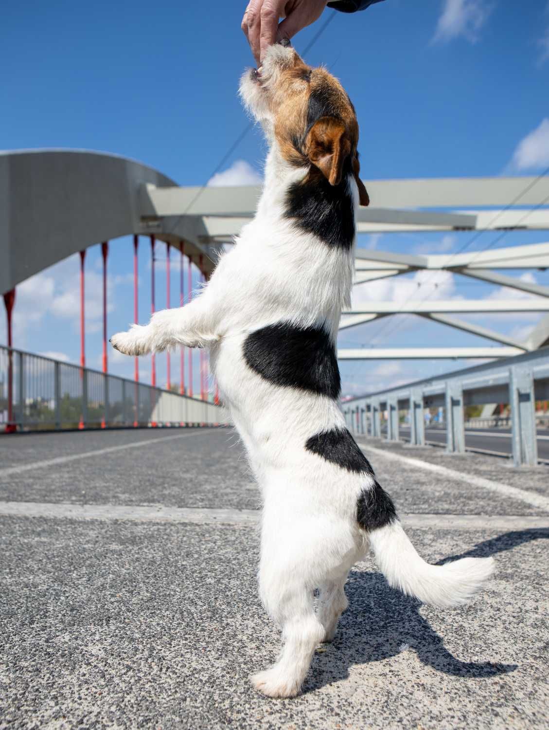 Jack Russell Terrier ZKwP FCI piesek
