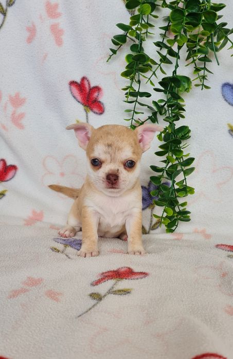 Excelente menina mini chihuahua/chiuaua linhagem Russa.Qualid