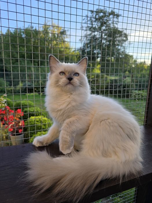 Piękna kotka Ragdoll niebieska rodowód FPL