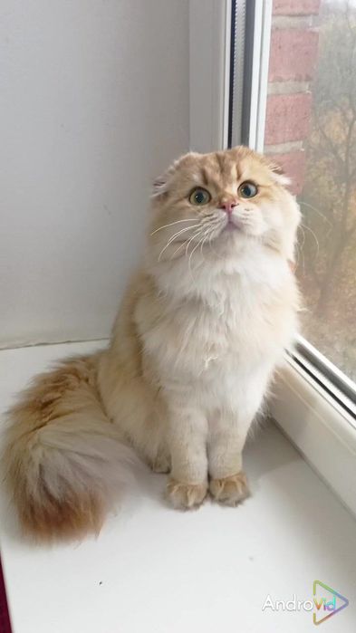 Шотландська висловуха дівчинка золота шиншила