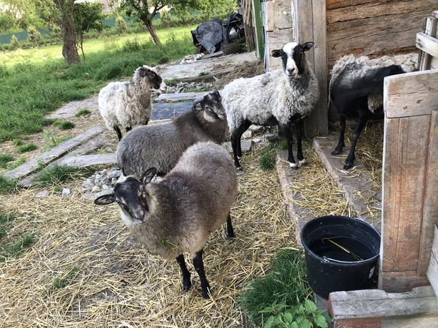 Вівці романівські овци барани
