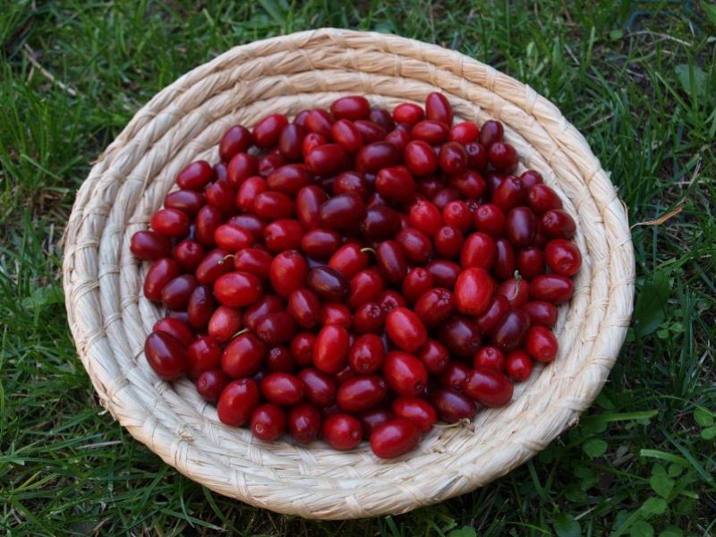 Dereń jadalny, dereń jadaln różne odmiany - Aurea, jolico, elegantnyj.