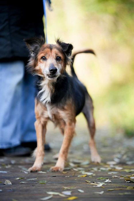 Edi mały , cudowny psiaczek szuka domu