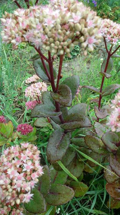 Садовые растения суккуленты седум очитки эхеверии молодило