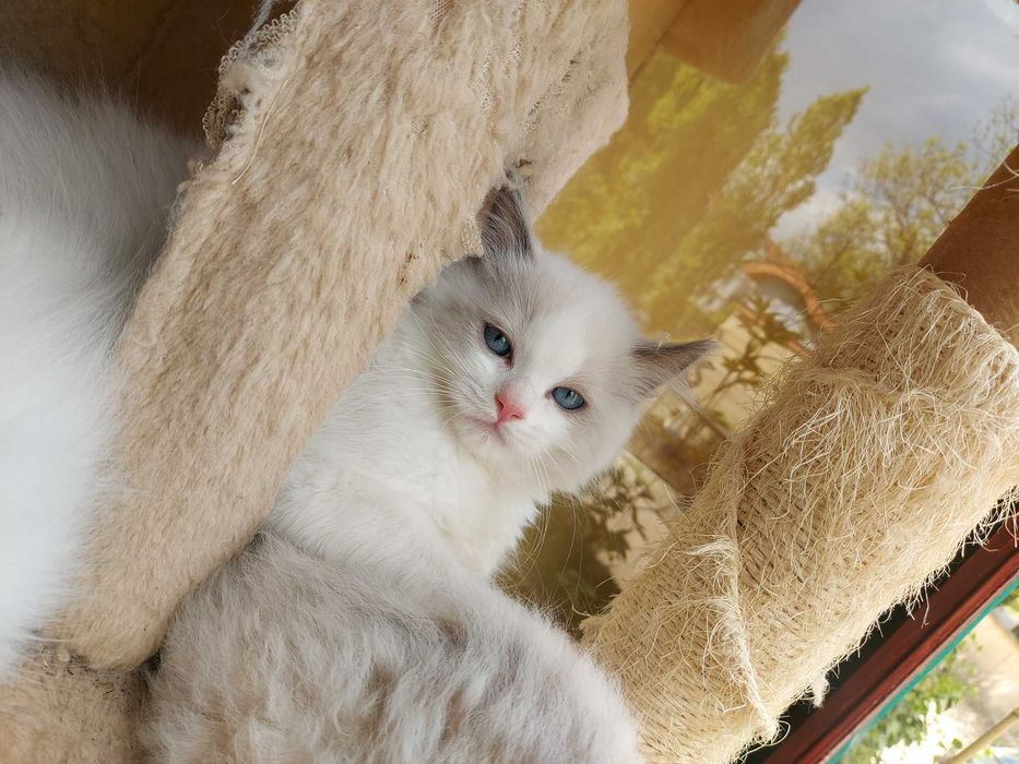 Ragdoll WCF/PZF -rodowód/badania genetyczne odbioru od 24.X.25