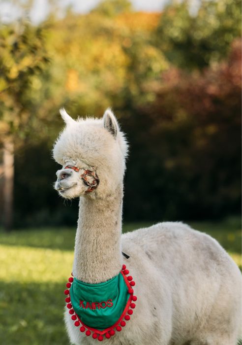 Alpaka samiec biały