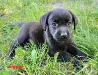 Labrador Retriever czarna suczka rodowód