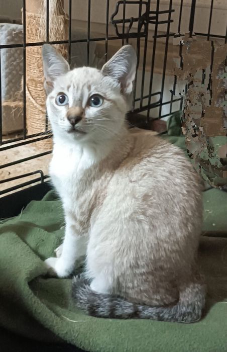 Gatinha com 3 meses para Adoção!